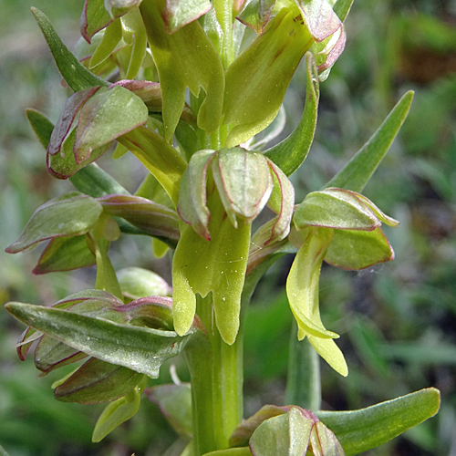 Grüne Hohlzunge / Coeloglossum viride